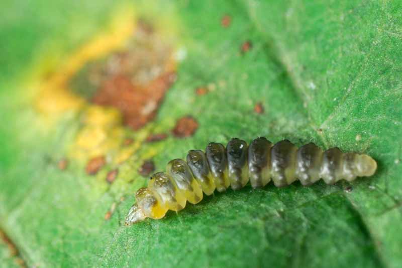 Una imagen horizontal de cerca de una larva de minador de hojas lista para causar estragos en el follaje de una planta.