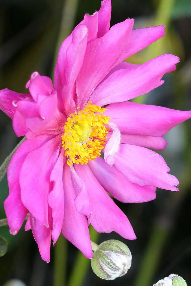 Una imagen vertical de cerca de una flor rosa brillante que crece en el jardín representada en un fondo de enfoque suave.