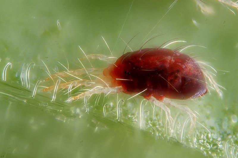 Una imagen horizontal de cerca de una araña roja que infesta una hoja.