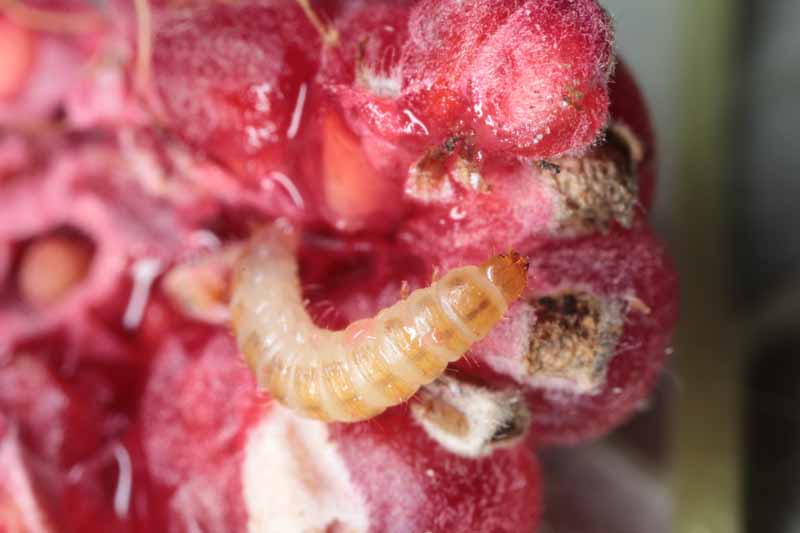 Macro de gusano de la fruta de la frambuesa (Butyrus) en baya.