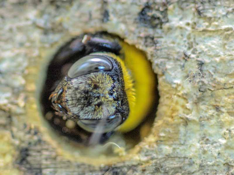 Imagen macro de una abeja carpintera amarilla y negra que emerge de un agujero de anidación aburrido.