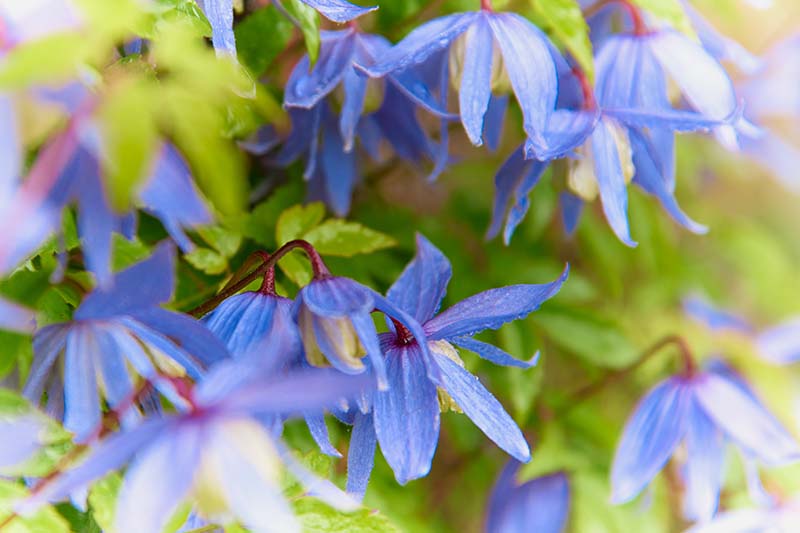 Una imagen horizontal de primer plano de flores de color azul claro que crecen en el jardín en un fondo de enfoque suave.