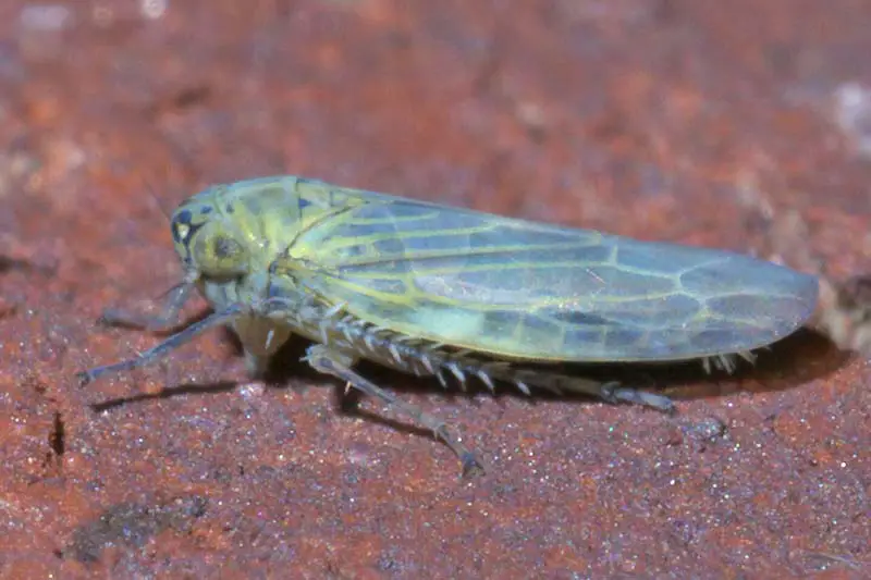 Un primer plano de un saltahojas aster, un pequeño insecto alado sobre un fondo de roca roja.