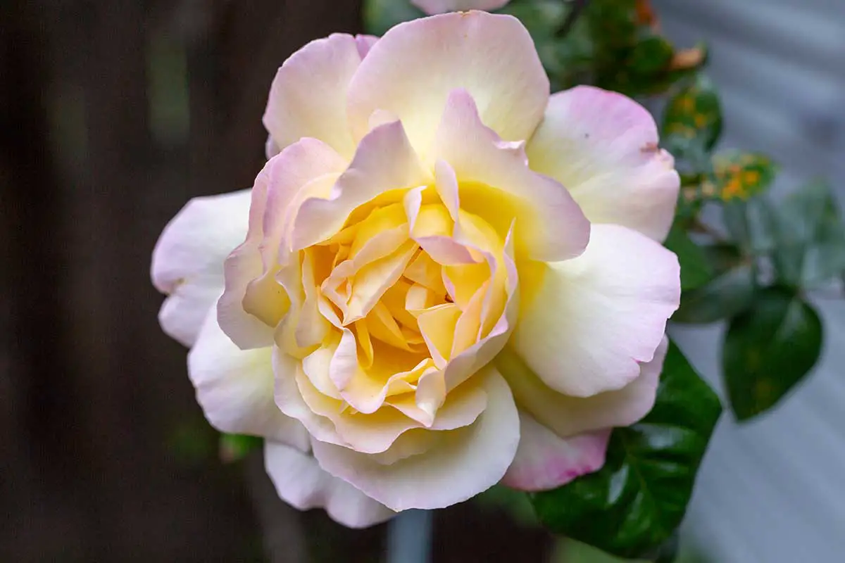 Una imagen horizontal de primer plano de una sola flor Rosa Rosa 'Madame A. Meilland' que crece en el jardín representada en un fondo de enfoque suave.