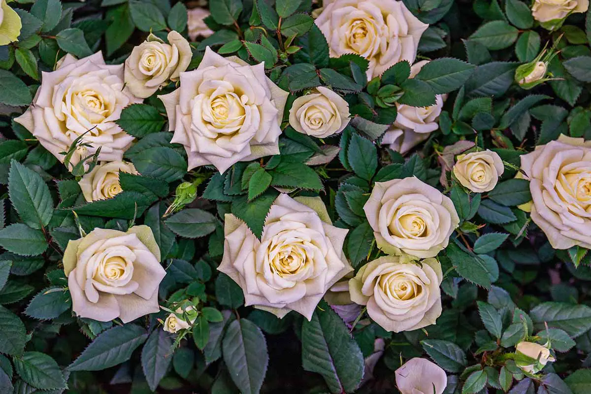 Una imagen horizontal de cerca de las flores Rosa 'Madame Anisette' que crecen en el jardín rodeadas de follaje verde profundo.