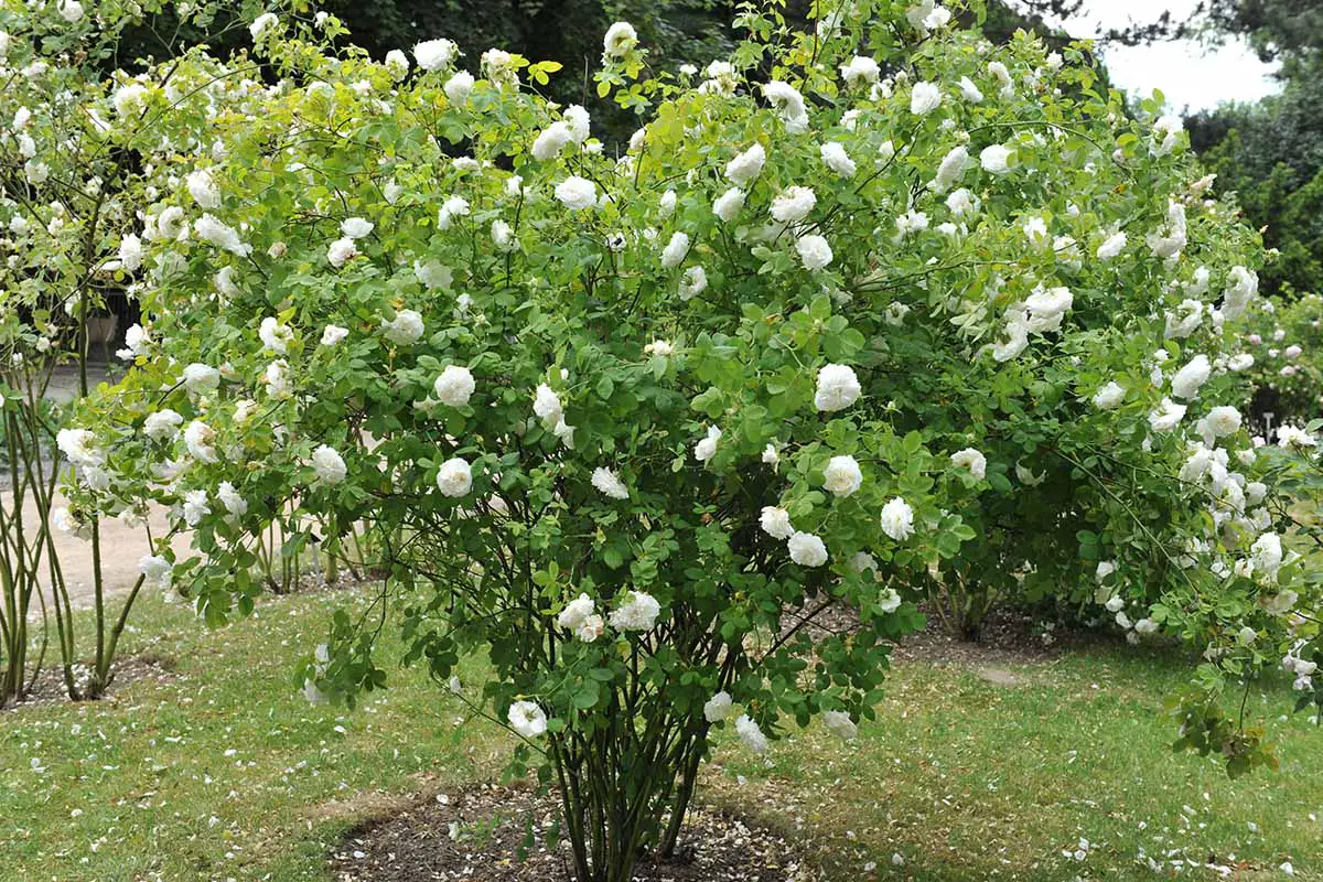 Una imagen horizontal de un gran arbusto de rosas 'Madame Legras de St. Germain' que crece en el jardín.