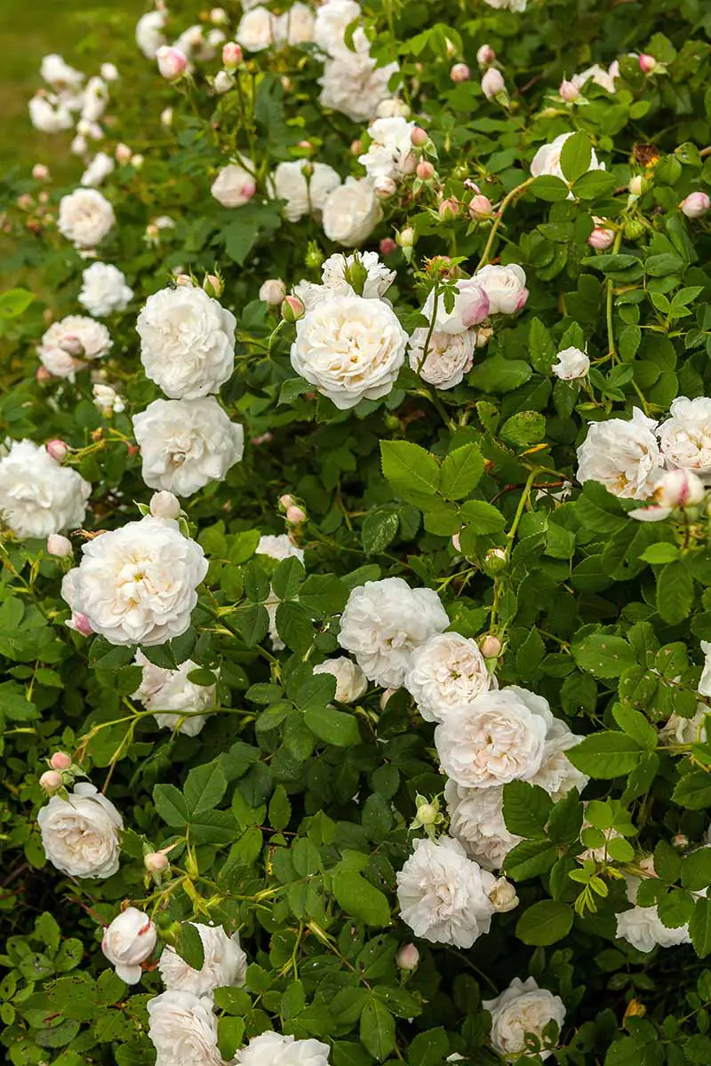 Una imagen vertical del arbusto Rosa 'Madame Plantier' que crece en el patio trasero con flores de color blanco cremoso.