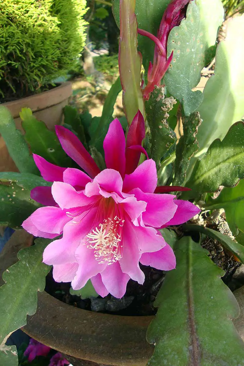 Una imagen vertical de cerca de la flor rosa de Epiphyllum 'Madras Ribbon' que crece en una maceta.