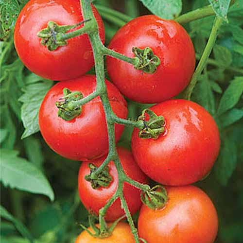 Un primer plano de tomates cherry rojos maduros 'Magic Mountain' que crecen en la vid con follaje en un enfoque suave en el fondo.