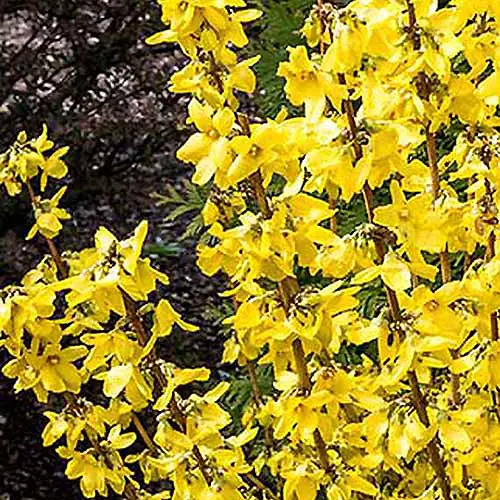 Una imagen cuadrada de primer plano de las flores primaverales de la forsythia 'Magical Gold' que crece en el jardín representada en un fondo de enfoque suave.