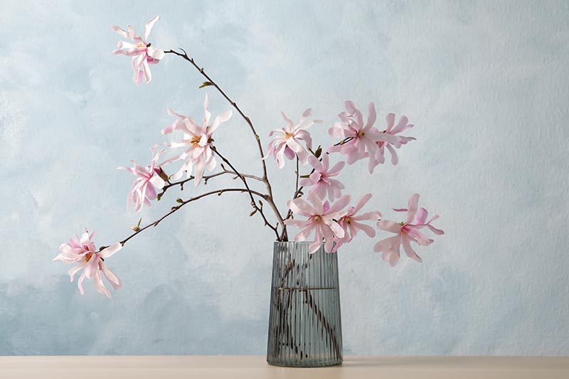 Una imagen horizontal de cerca de flores de magnolia en un jarrón con un fondo azul claro.