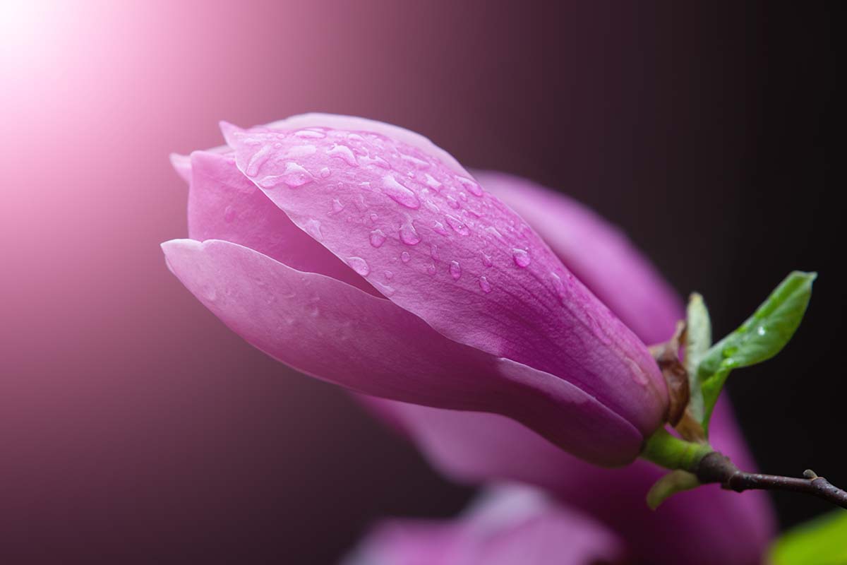 Una imagen horizontal de primer plano de un capullo de flor de magnolia rosa representado en un fondo de enfoque suave.