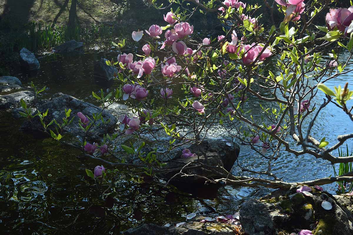 Una imagen horizontal de flores de magnolia rosa que crecen al lado de un río fotografiado a la luz del sol.