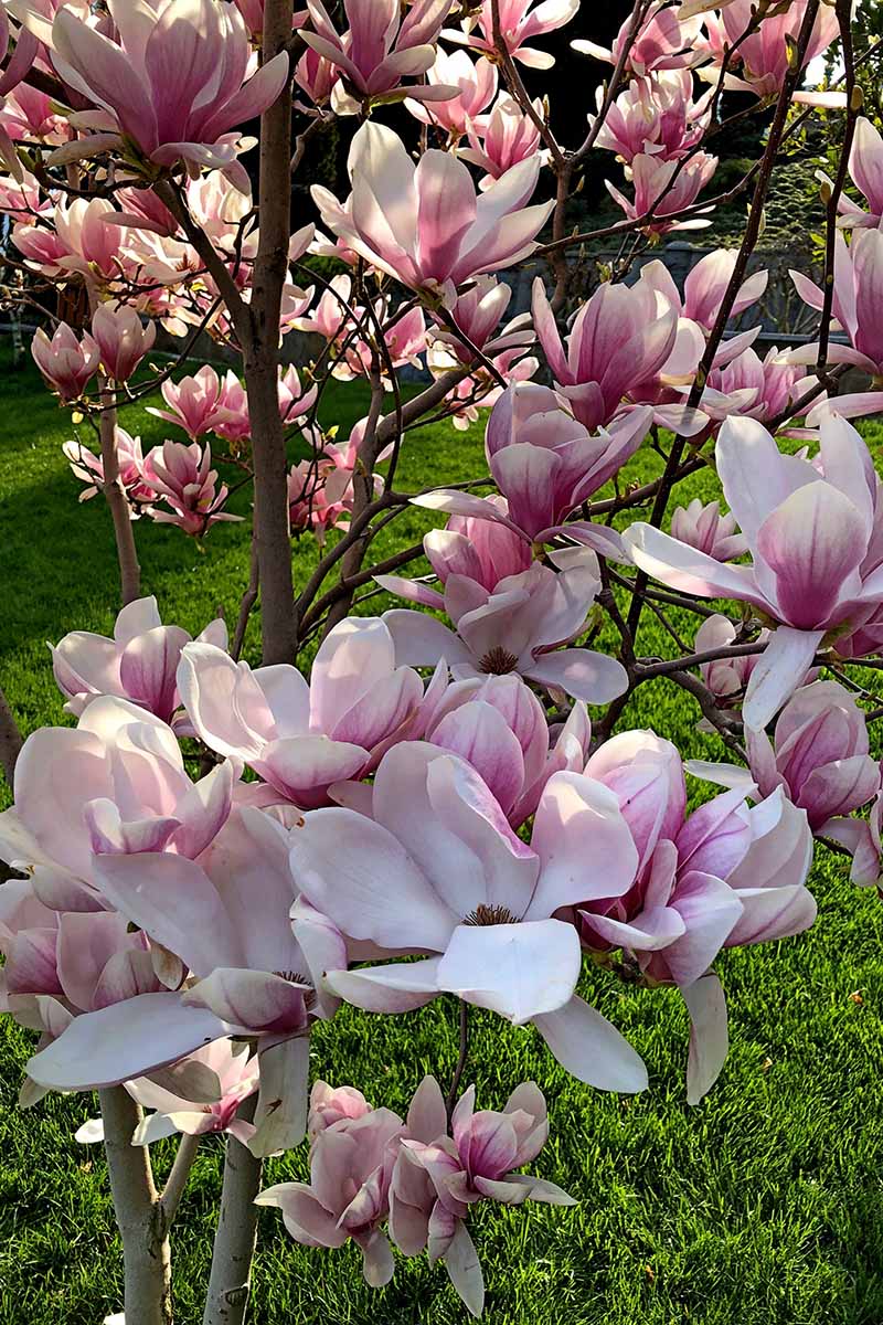Una imagen vertical de un árbol de magnolia en plena floración con flores de color rosa claro representadas a la luz del sol.