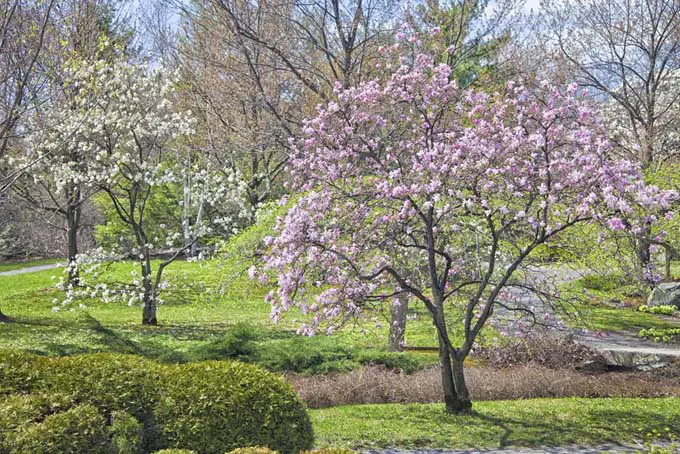 Magonolias floreciendo a principios de primavera.