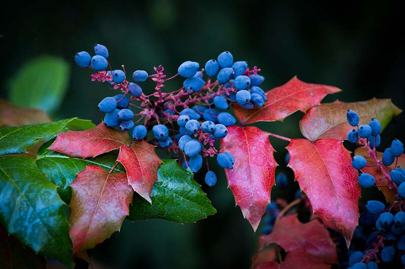 Un primer plano de la fruta azul y las hojas rojas de otoño de la planta de uva de Oregón o mahonia sobre un fondo de enfoque suave.