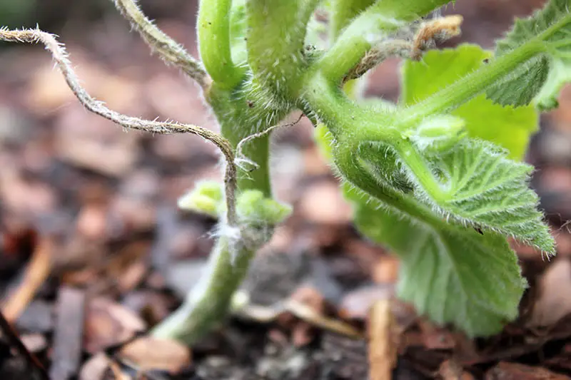 Un primer plano de la base de una planta de calabaza joven que crece fuera del suelo, sobre un fondo de enfoque suave.