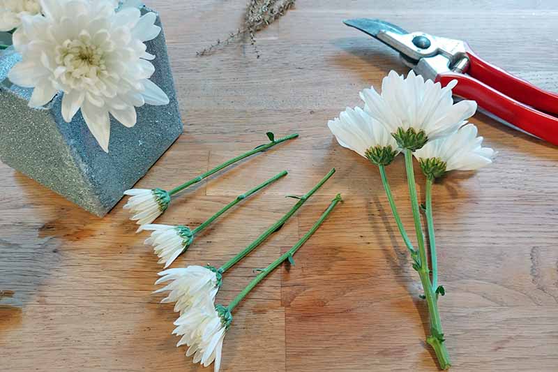 Crisantemos blancos cortados en varias longitudes y dispuestos en una maceta casera plateada cuadrada, con un par de podadoras de jardín rojas y plateadas, sobre una superficie de madera.