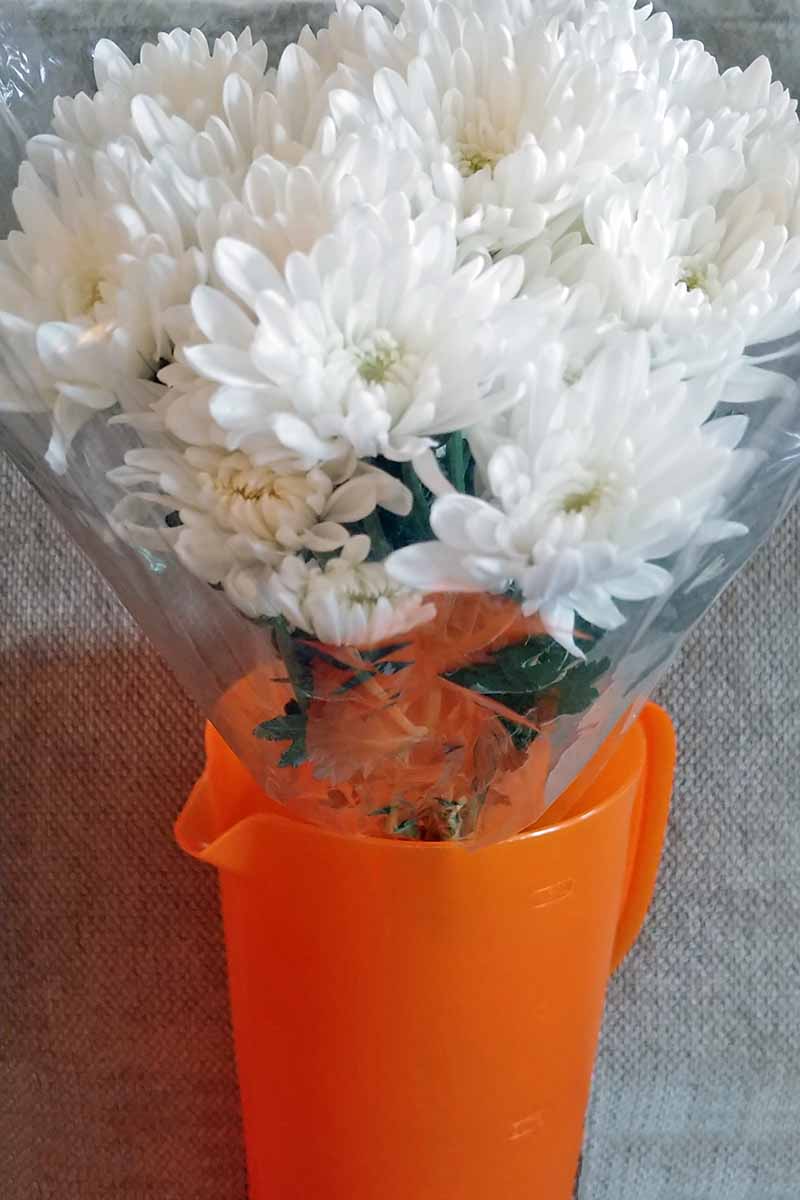 Un ramo de crisantemos blancos envuelto en celofán, colocado en una jarra de plástico naranja con agua, sobre un fondo gris.