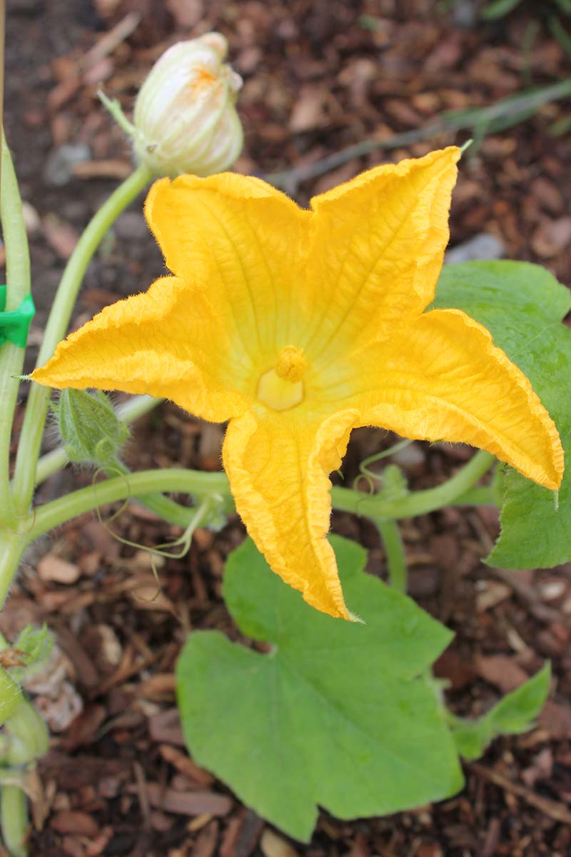 Una imagen vertical de cerca de una flor de calabaza macho que crece en el jardín con el estambre y el polen claramente visibles.