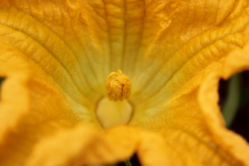 Un primer plano del estambre de una flor de calabaza macho, que muestra claramente el polen, rodeado de pétalos en forma de trompeta de color naranja brillante.