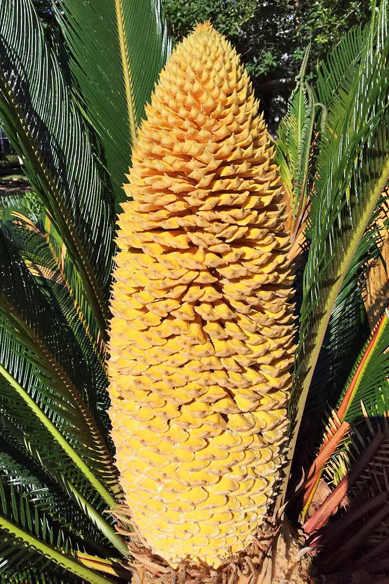 Imagen vertical de primer plano de una palma de sagú macho con un gran cono amarillo y frondas puntiagudas verdes.