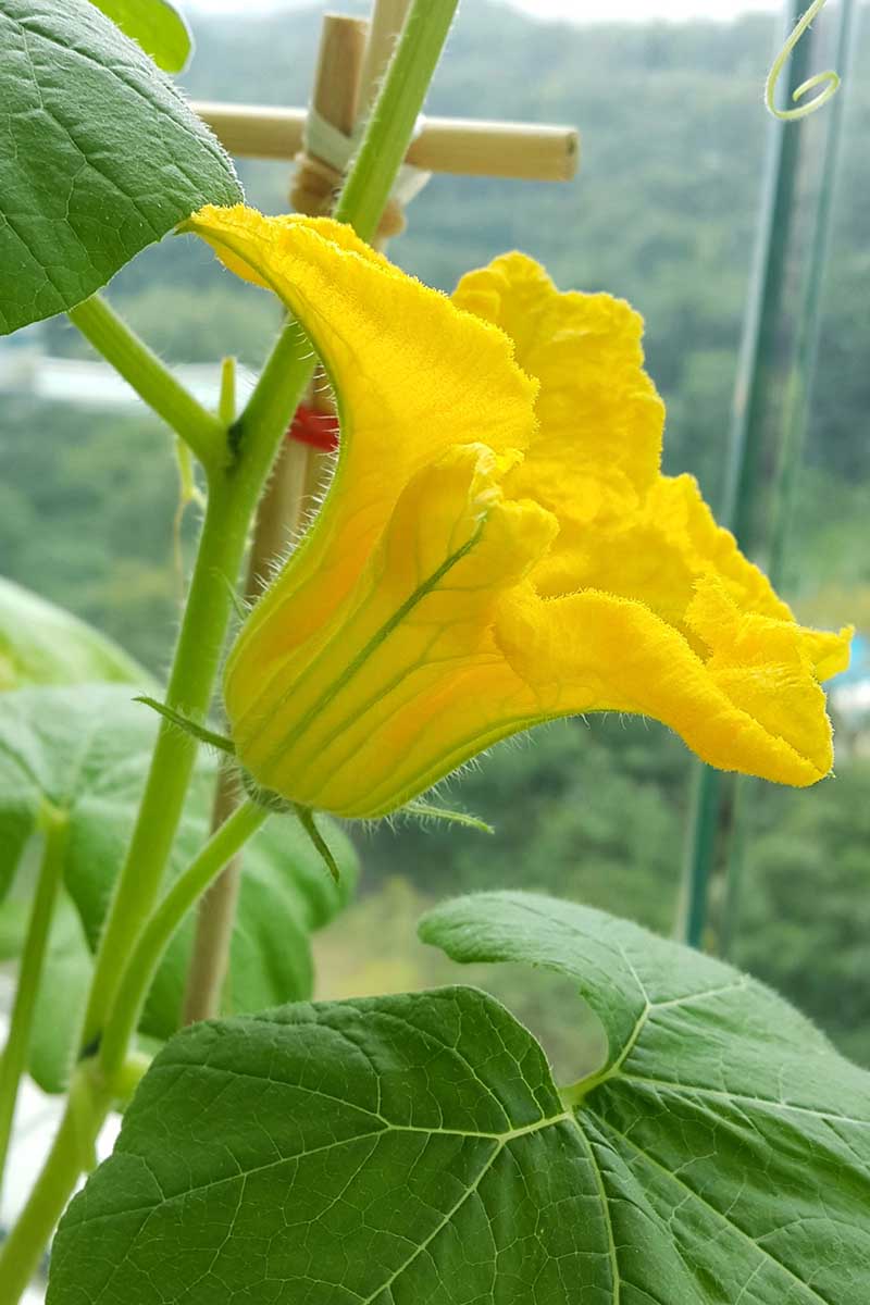 Una imagen vertical de cerca de una flor de calabaza macho, de color amarillo brillante con un tallo delgado, representada en un fondo de enfoque suave.