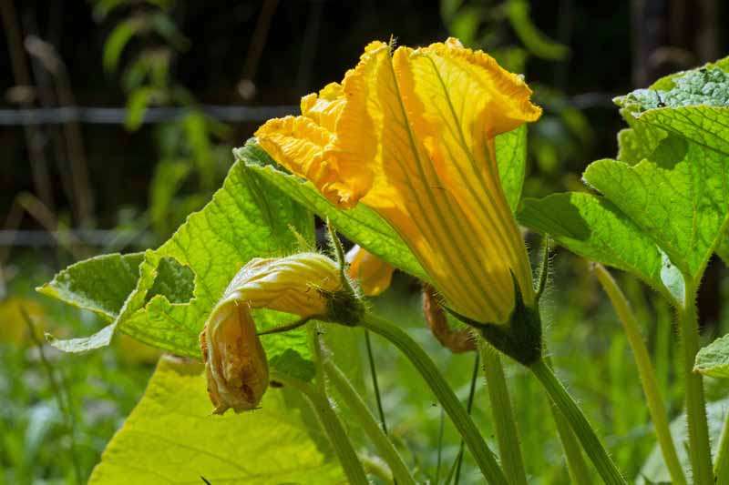 Una flor de calabaza macho en un jardín.