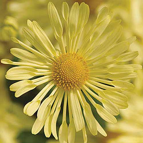 Una imagen cuadrada de primer plano de un crisantemo amarillo 'Mammoth Daisy Quill' representado en un fondo de enfoque suave.