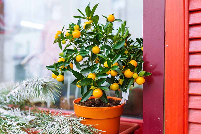 Un pequeño árbol de mandarina fructífero en una maceta naranja en un alféizar con una rama de pino delante.  El fondo son persianas rojas y una ventana de cristal.