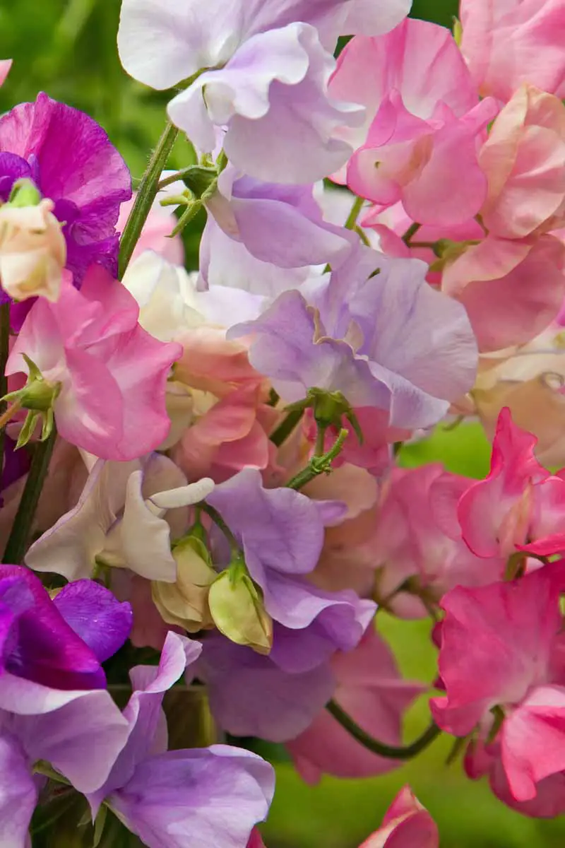 Primer plano de los pétalos de la flor del guisante de olor que muestra diferentes tonos de púrpura, violeta y rosa.