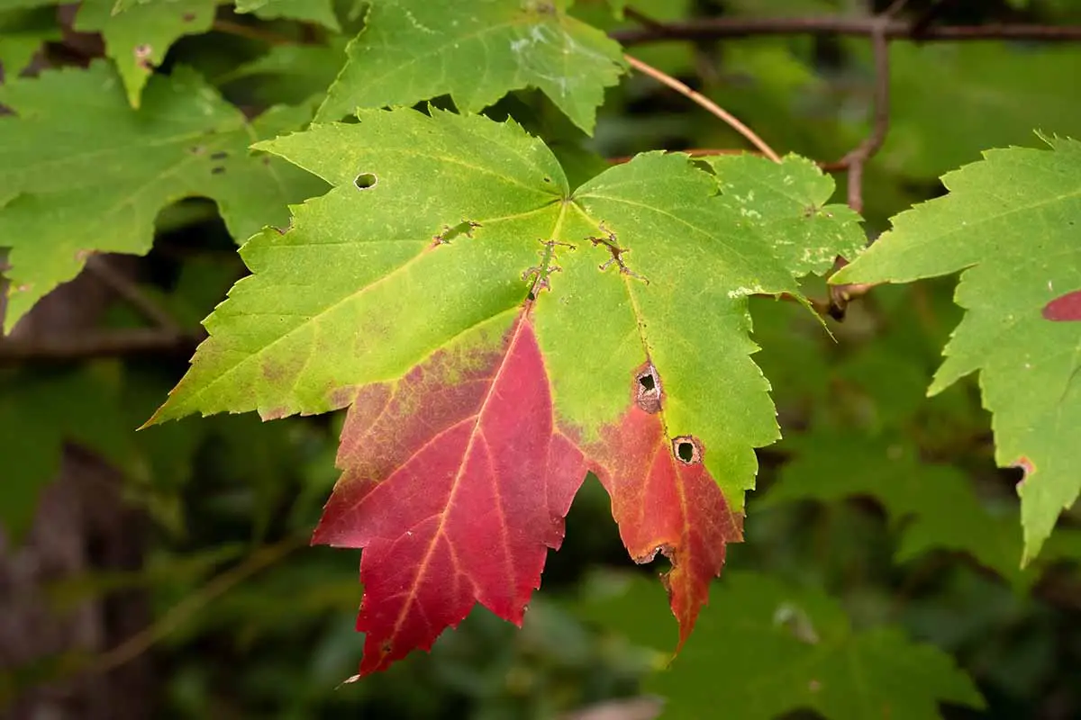 Una imagen horizontal de primer plano de una hoja en transición de verde a rojo en otoño.