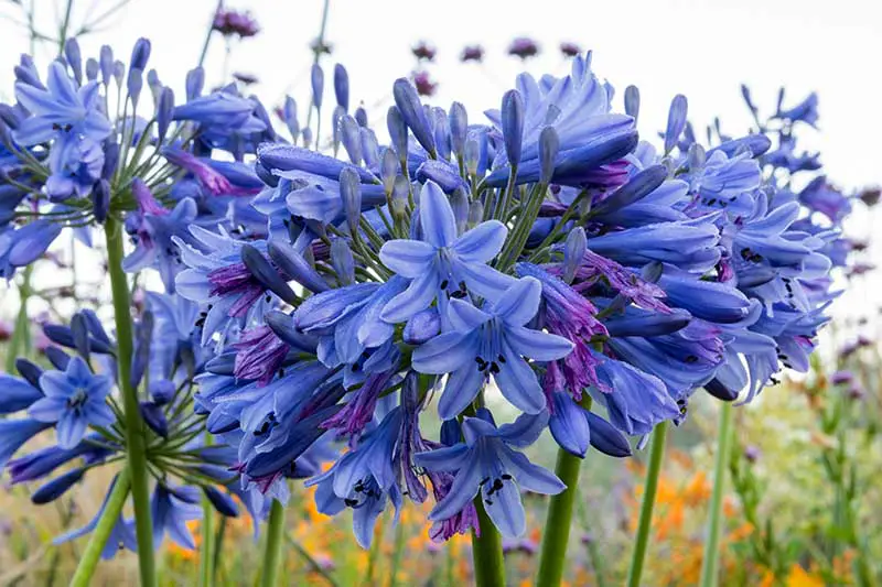 Una imagen horizontal de primer plano de flores de color azul profundo 'Margaret' que crecen en el jardín representadas a la luz del sol sobre un fondo de enfoque suave.