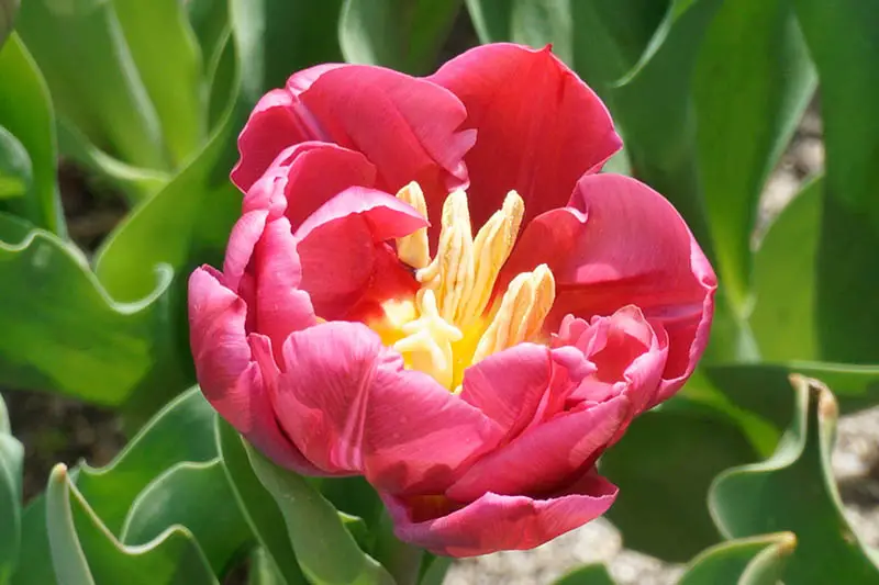 Una imagen horizontal de primer plano de una flor de tulipán 'Margarita' escarlata, que crece en el jardín, fotografiada bajo el sol brillante con follaje en un enfoque suave en el fondo.