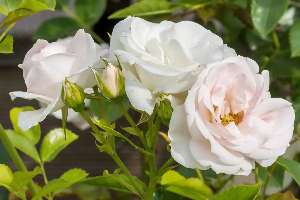 Un primer plano de las flores de color rosa claro de Rosa 'Marie Pavie' representada en un fondo de enfoque suave.