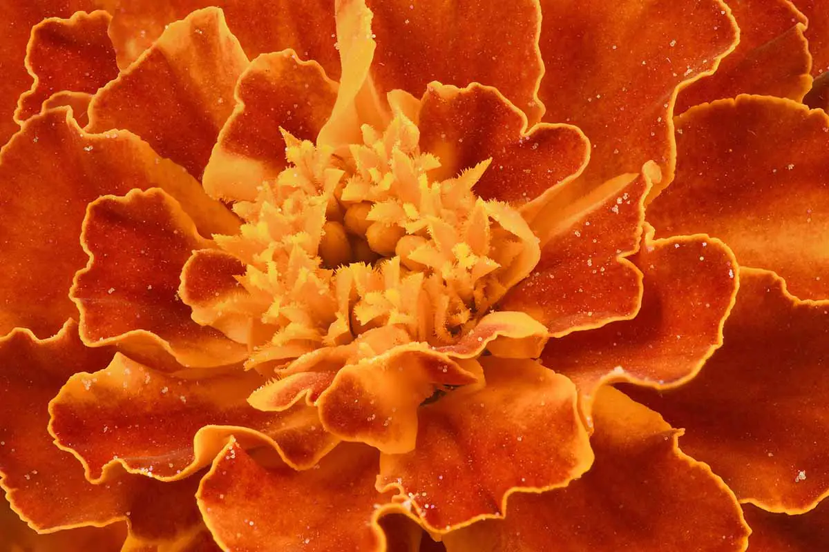 Una imagen horizontal de primer plano de una caléndula francesa naranja.