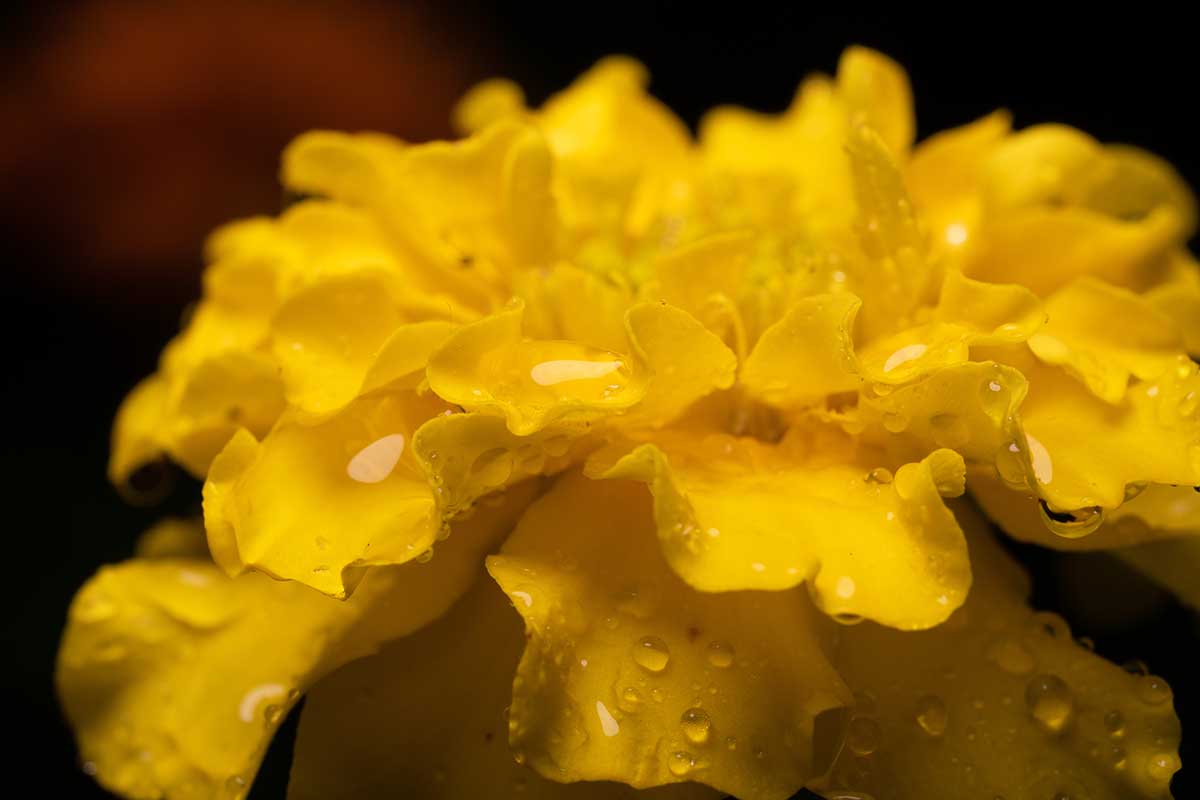 Una imagen horizontal de primer plano de una flor amarilla con gotas de agua en los pétalos que se muestran en un fondo oscuro y suave.