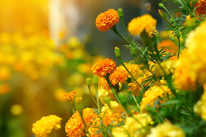Una imagen horizontal de primer plano de las flores de caléndula que crecen en el jardín a la luz del sol de la tarde que se desvanece en un enfoque suave en el fondo.