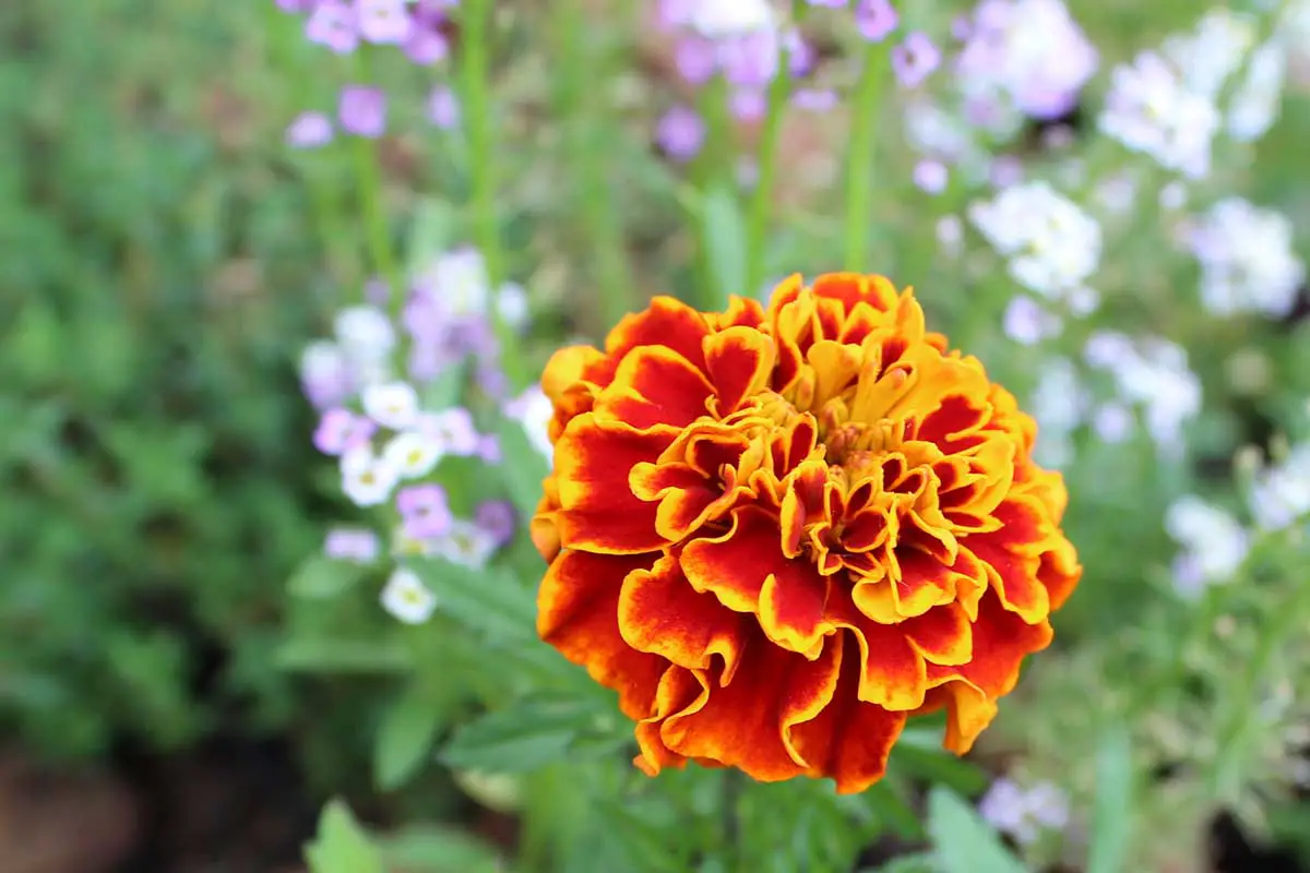 Una imagen horizontal de primer plano de una caléndula francesa de color rojo brillante y naranja que crece en el jardín representada en un fondo de enfoque suave.