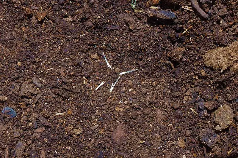 Una imagen de arriba hacia abajo que muestra semillas de caléndula largas y delgadas colocadas en la superficie del suelo.