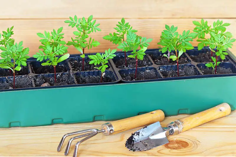 Una bandeja de inicio de semillas de autorriego con pequeñas plántulas colocadas sobre una superficie de madera, con un cultivador manual y una paleta de jardín en primer plano.