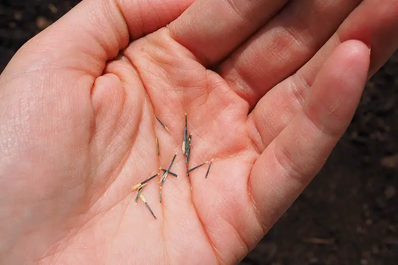 Un primer plano de una mano que sostiene semillas largas y delgadas, con suelo en un enfoque suave en el fondo