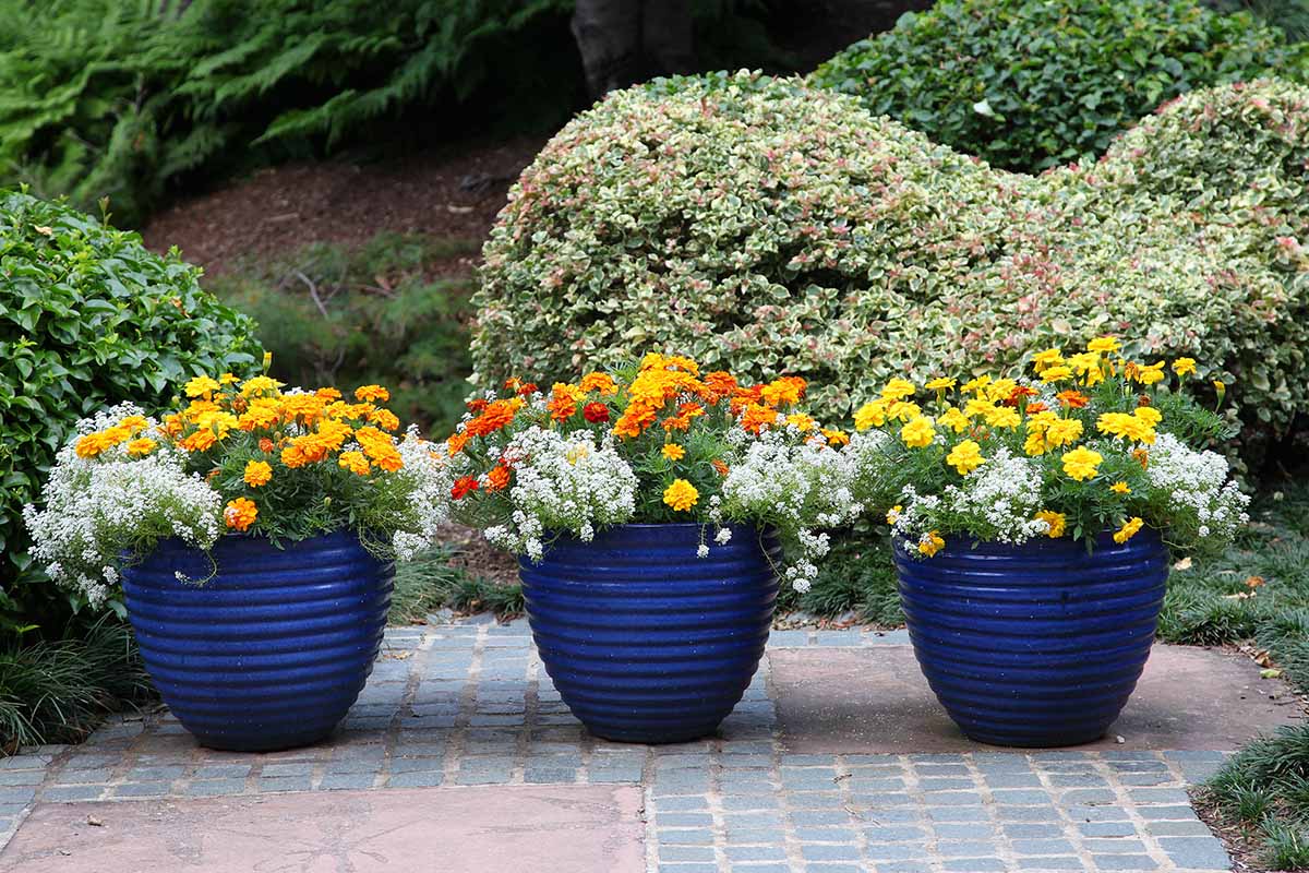 Una imagen horizontal de caléndulas que crecen en una plantación mixta en tres macetas de cerámica azul colocadas en un patio de baldosas con arbustos al fondo.