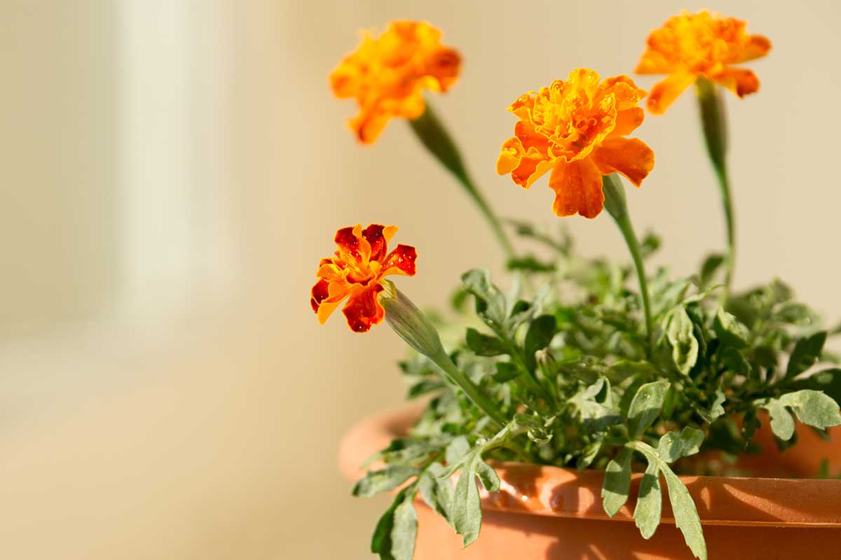Una imagen horizontal de primer plano de caléndulas de color naranja brillante que crecen en el interior de una olla, representada en un fondo de enfoque suave.