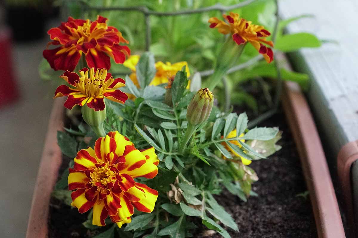Una imagen horizontal de primer plano de flores de caléndula rojas y amarillas brillantes que crecen en una sembradora de caja de ventana.