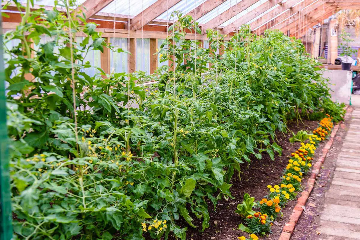 Una imagen horizontal de tomates creciendo en un invernadero con una fila de caléndulas al borde de la cama.