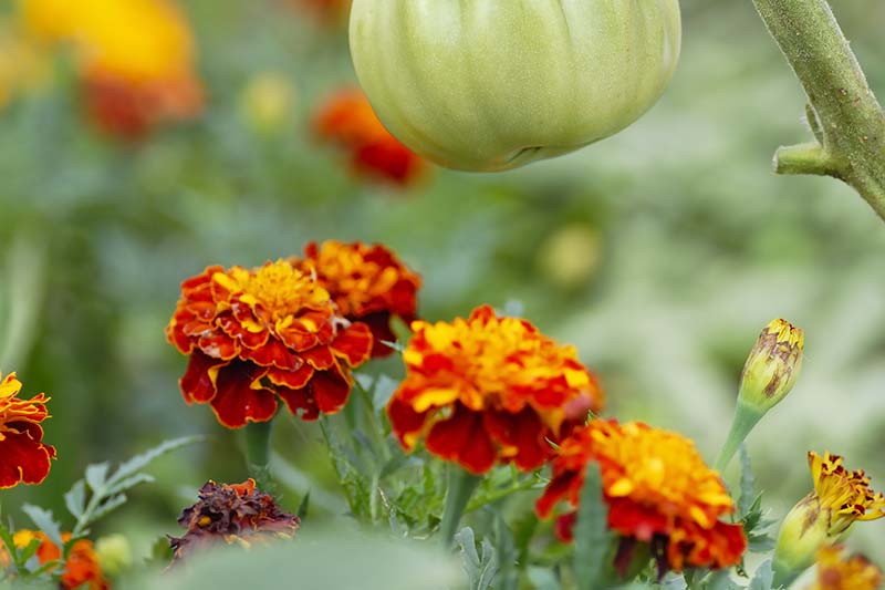 Una imagen horizontal de primer plano de las flores de caléndula que crecen junto a las plantas de tomate representadas en un fondo de enfoque suave.