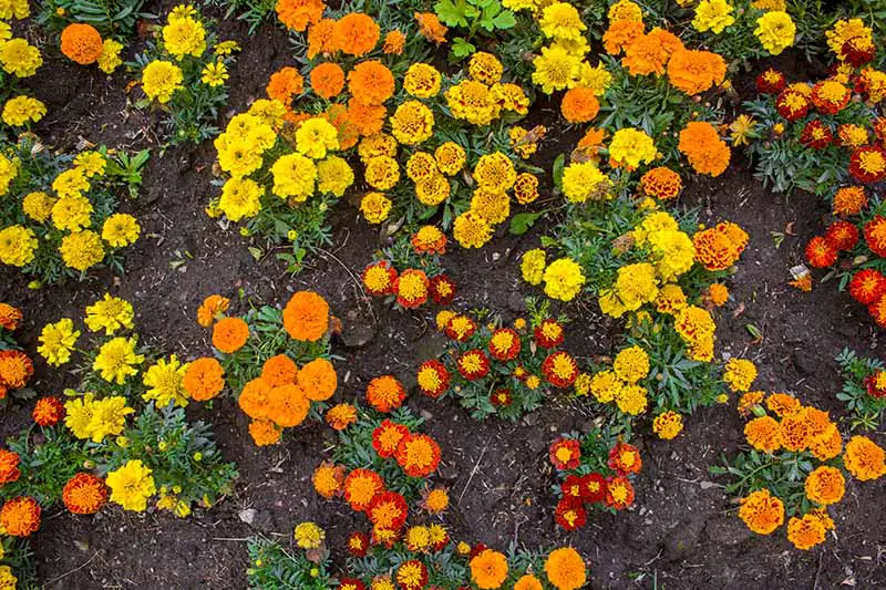 Una imagen de arriba hacia abajo de una variedad de caléndulas de diferentes colores que crecen en el jardín, con tierra en el fondo.