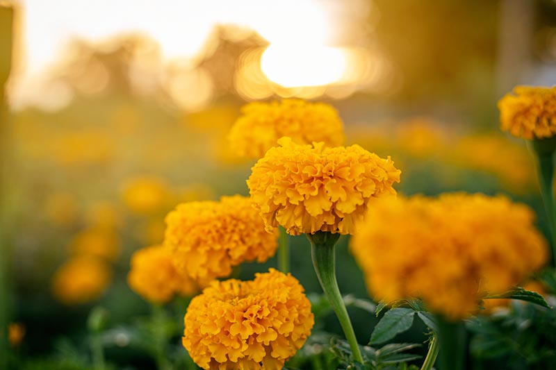 Un primer plano de flores de color amarillo brillante sobre un fondo de enfoque suave amarillo.