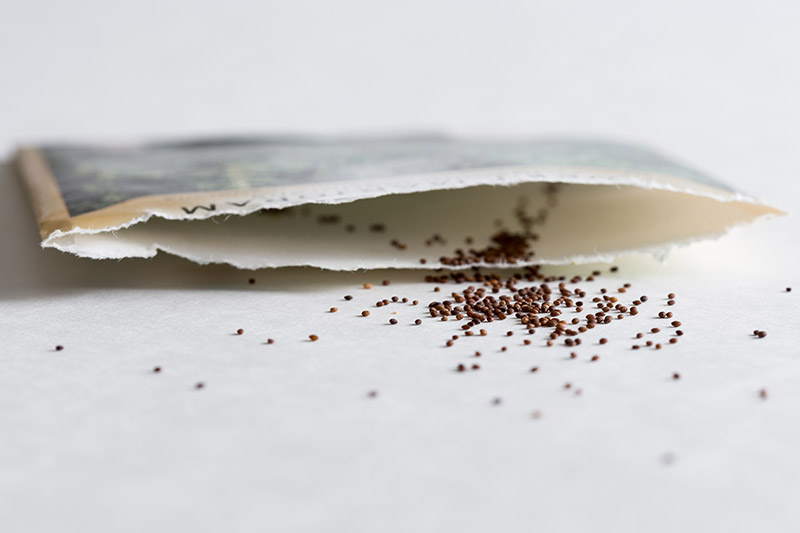 Un primer plano de un paquete de semillas con Origanum majorana derramándose sobre una superficie blanca.